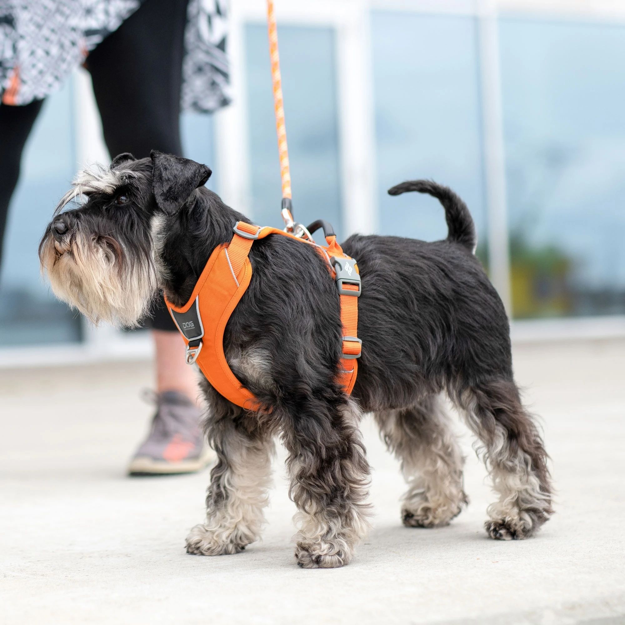 Dog Copenhagen Harnais Dog Copenhagen Comfort Walk Pro Rose